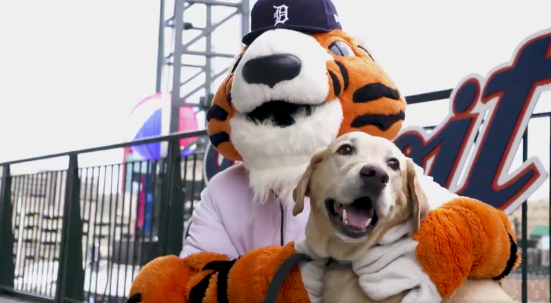 Illustration for article titled These Poor Dogs Had To Watch 11 Innings Of Tigers-Marlins Baseball On A Chilly Tuesday Night